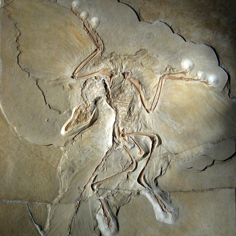 Archaeopteryx, the link between dinosaurs and birds
