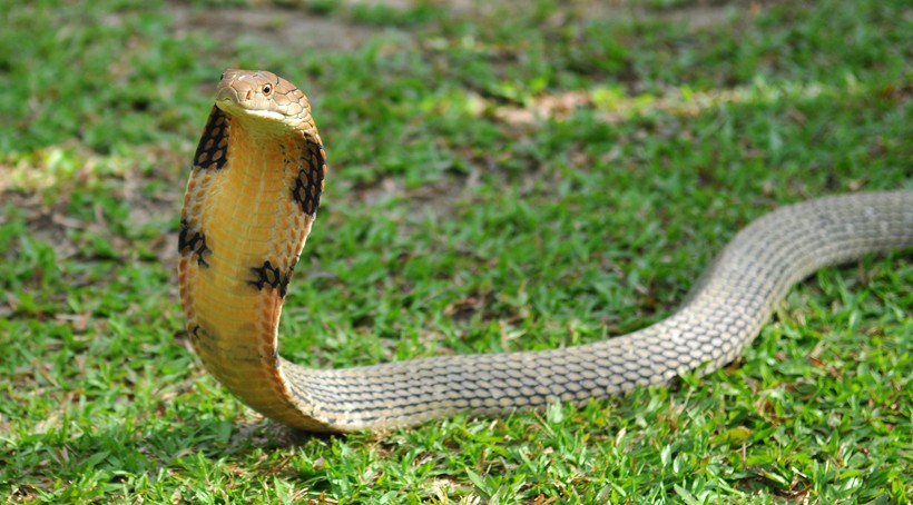king cobra behavior