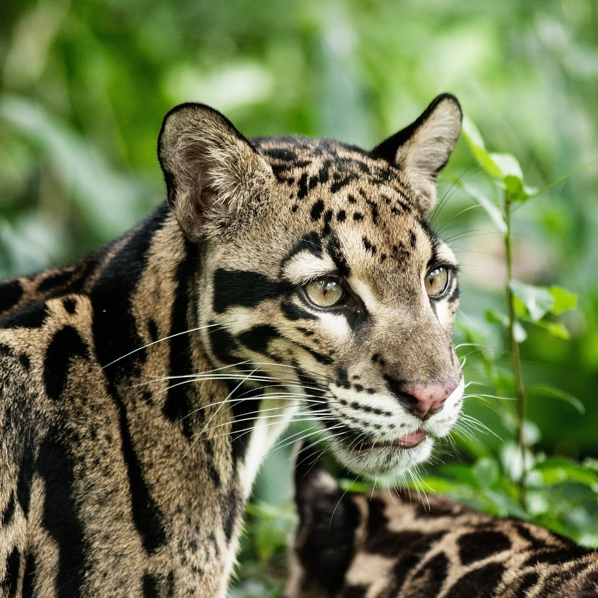 Clouded Leopard Neofelis Nebulosa About Animals