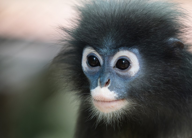 This is a dusky leaf monkey and her baby. The baby is born bright yellow so  if the mother ever loses the baby she can easily spot it in the green canopy