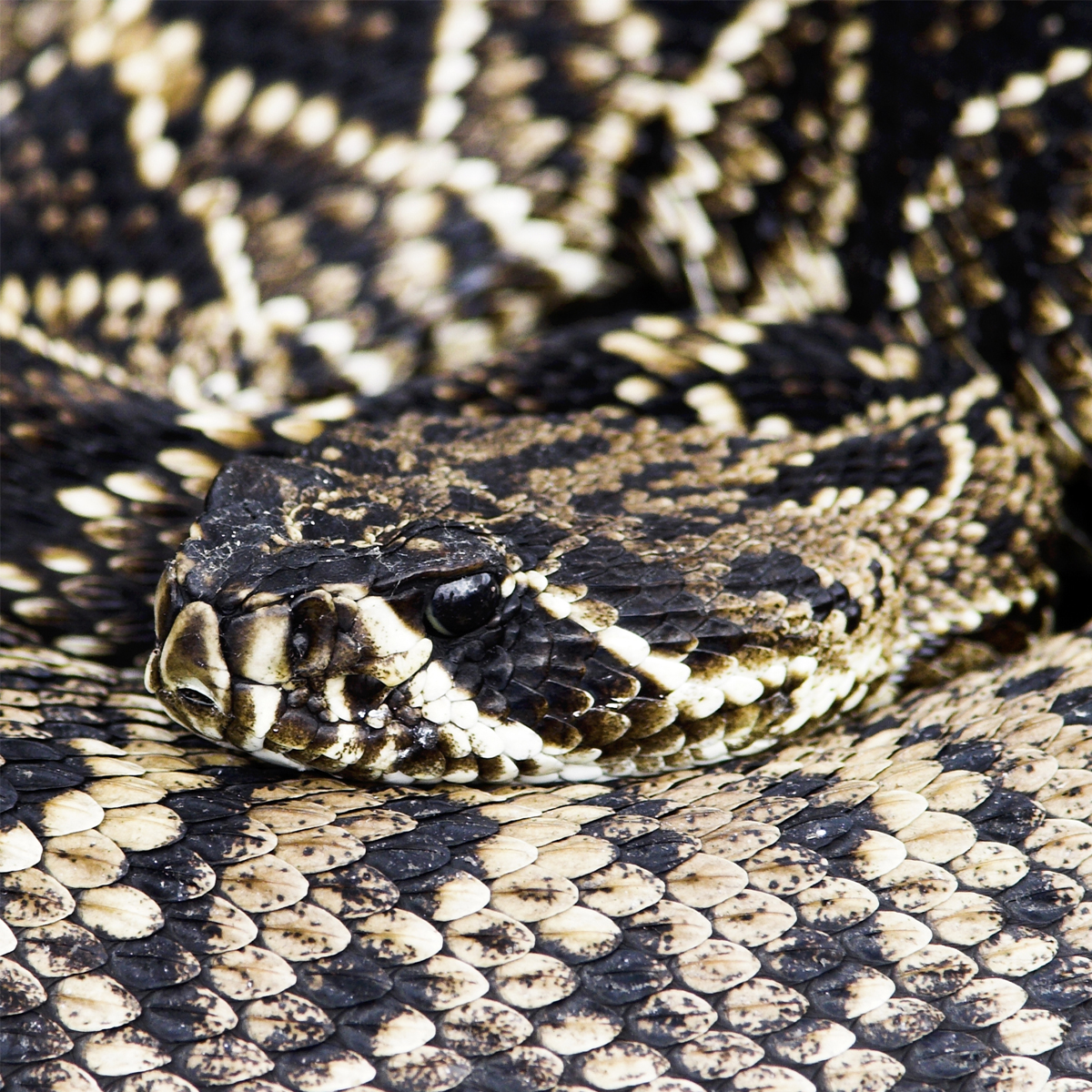diamondback rattlesnake skin pattern
