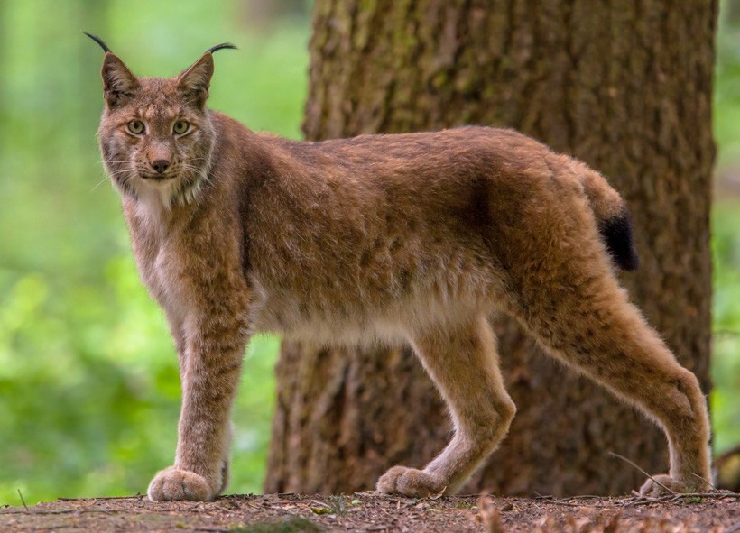 Eurasian Lynx (Lynx lynx) · iNaturalist