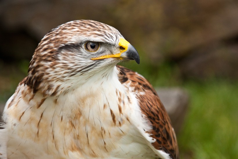 Closeup head Ferruginous Hawk, the heaviest hawk of the world