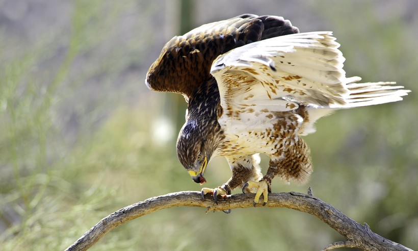 Ferruginous hawk eating on a branch