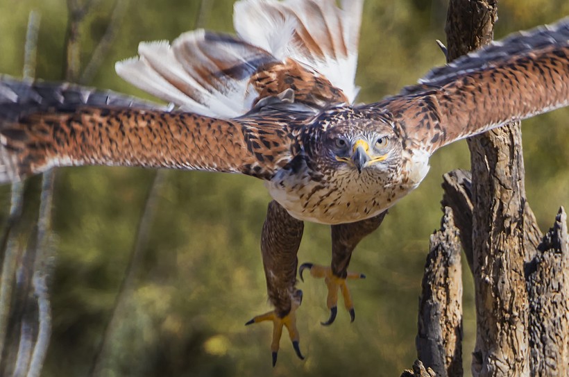 Ferruginous hawk flying, Tucson Arizona