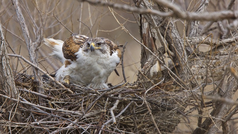 Ferruginous Hawk standing in the nest