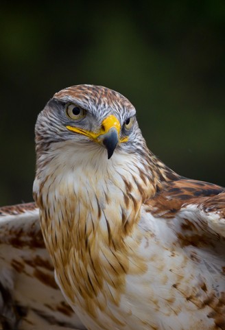 Portrait of the Ferruginous Hawk