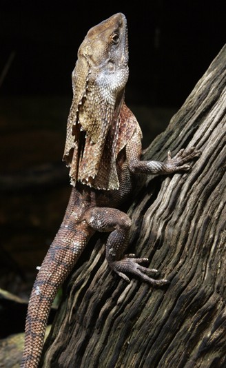 Uncover the Mystery of the Frilled Lizard: Real Prehistoric Dragons ...