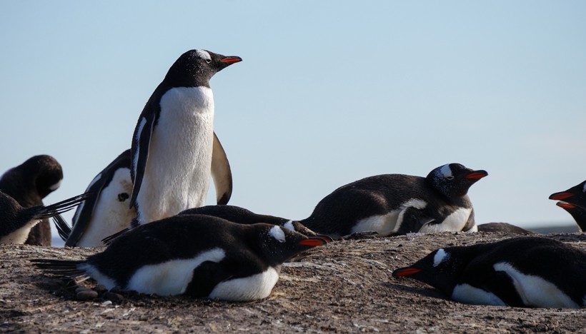 Gentoo Penguins breeding the eggs