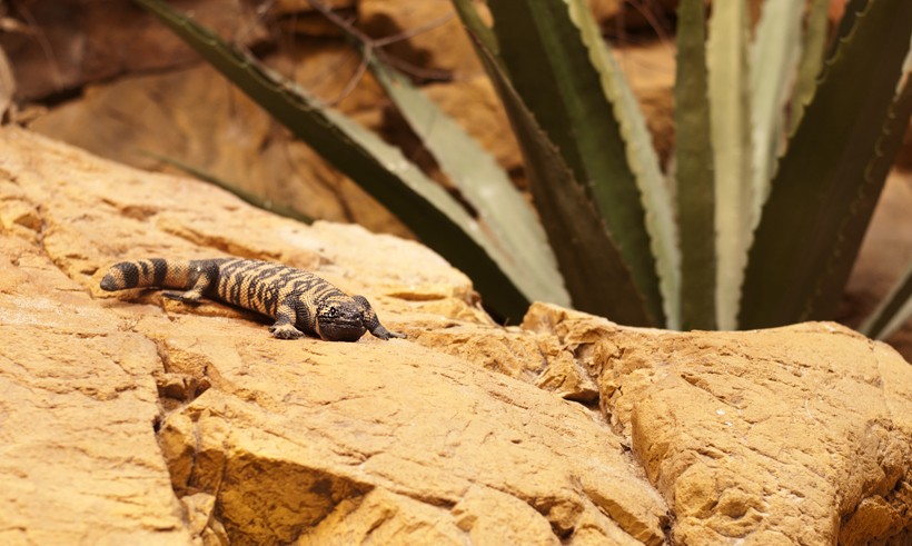 Where to Find the Banded Gila Monster in Red Dead Online
