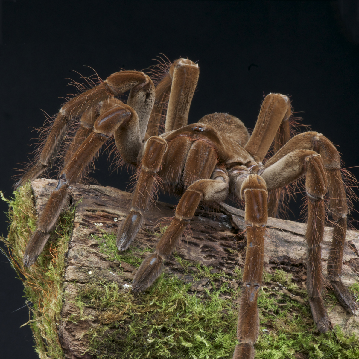 Goliath Bird-Eating Spider (Theraphosa Blondi) | about animals