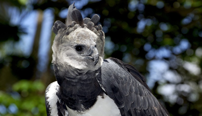 Harpy Eagle, REGION-South America, Harpy eagles are conside…