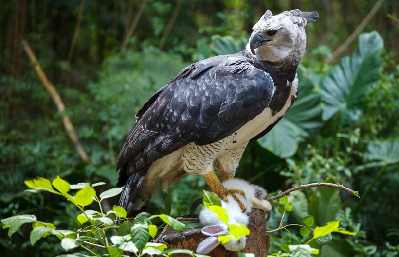 The Harpy Eagle (Harpia harpyja) is the largest, most powerful raptor  living in the rainforests of Central and So…