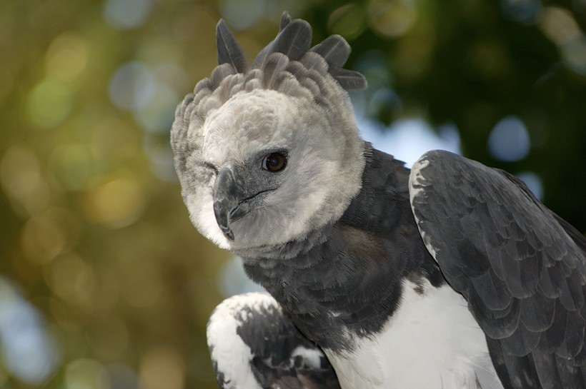 Harpy Eagle, Animal Database