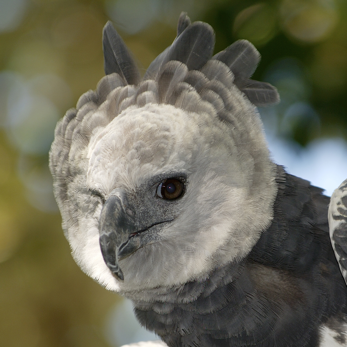 Harpy Eagle (Harpia harpyja) | about animals