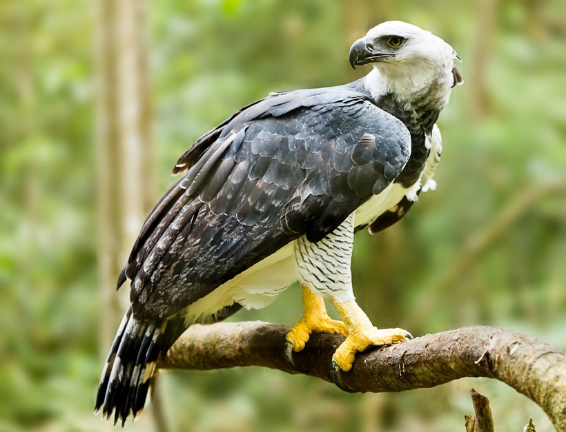 Nature's most powerful: The harpy eagle