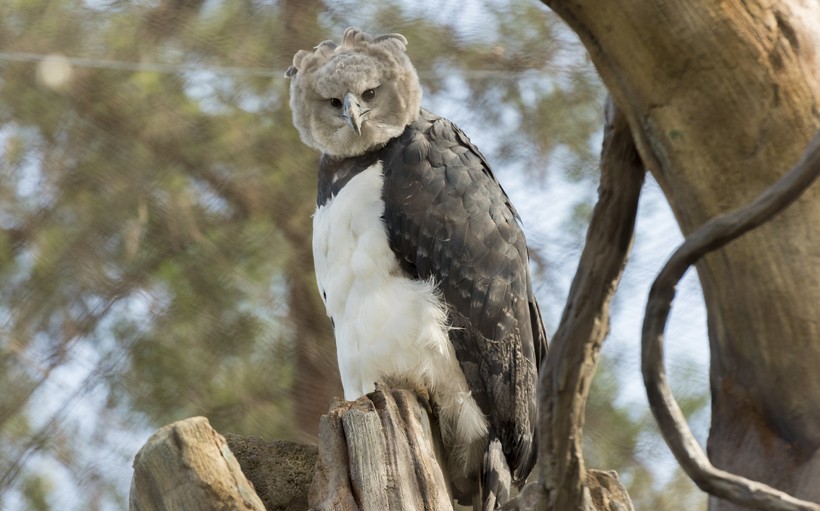Harpy Eagles Are So Big They Look Like People In Costumes