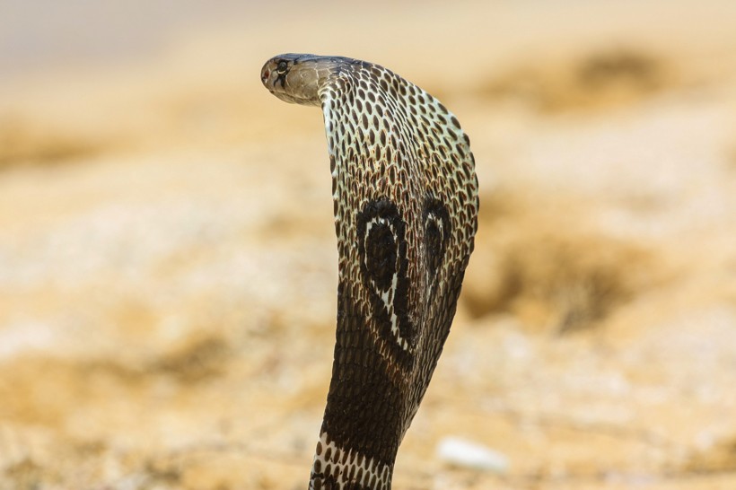 Cobra Snake Head Back