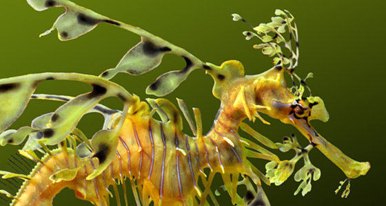 Leafy Seadragon Phycodurus Eques About Animals