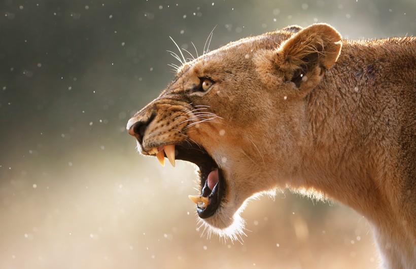 Lion Loud Roar Sounds - intense lion roaring sounds