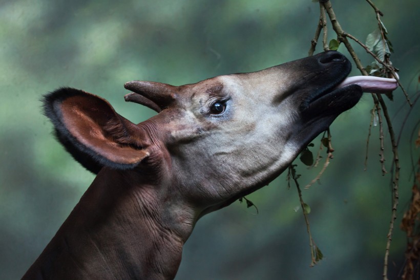 okapi tongue ear