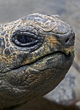 Closeup head Radiated tortoise